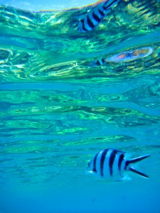 Fish Reflections