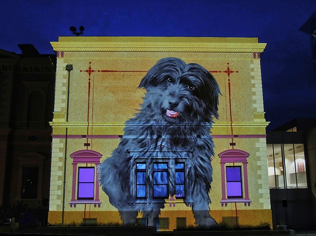 Bob-the-Railway-Dog-on-the-Story-Wall-in-Adelaide-projectorx65--pxl