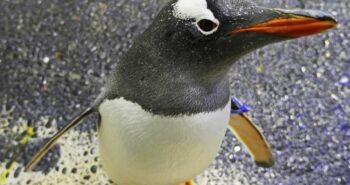 ‘Waddle Watch’ Penguin Live Stream – Powered by Panasonic.