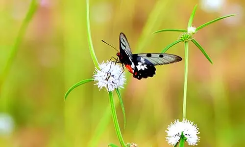 The magpie butterfly at play and at the long end of the lens - again hand held and pretty sharp.