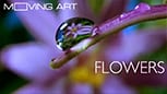 Netflix-4k-movies-flowers