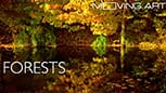 Netflix-4k-movies-forests