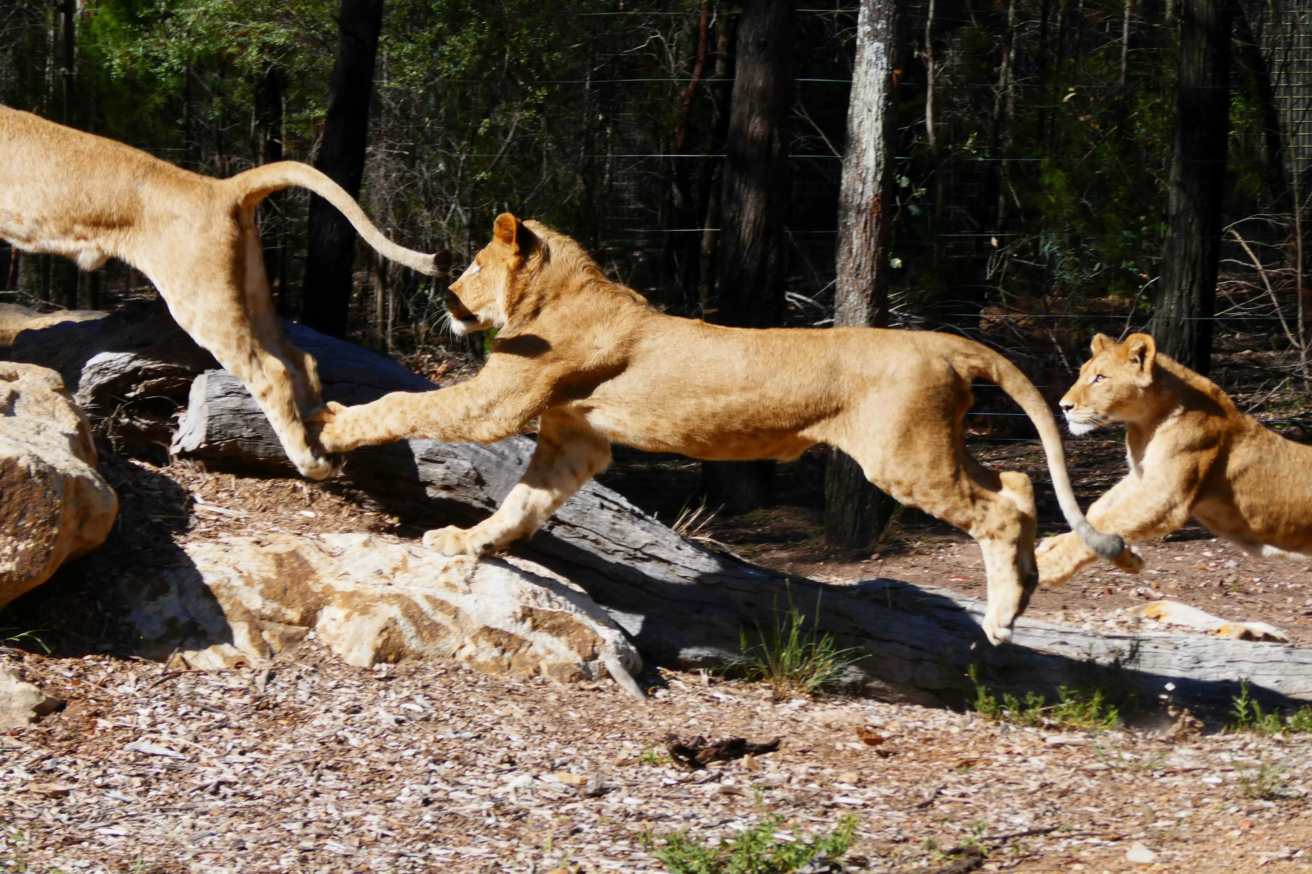 lions