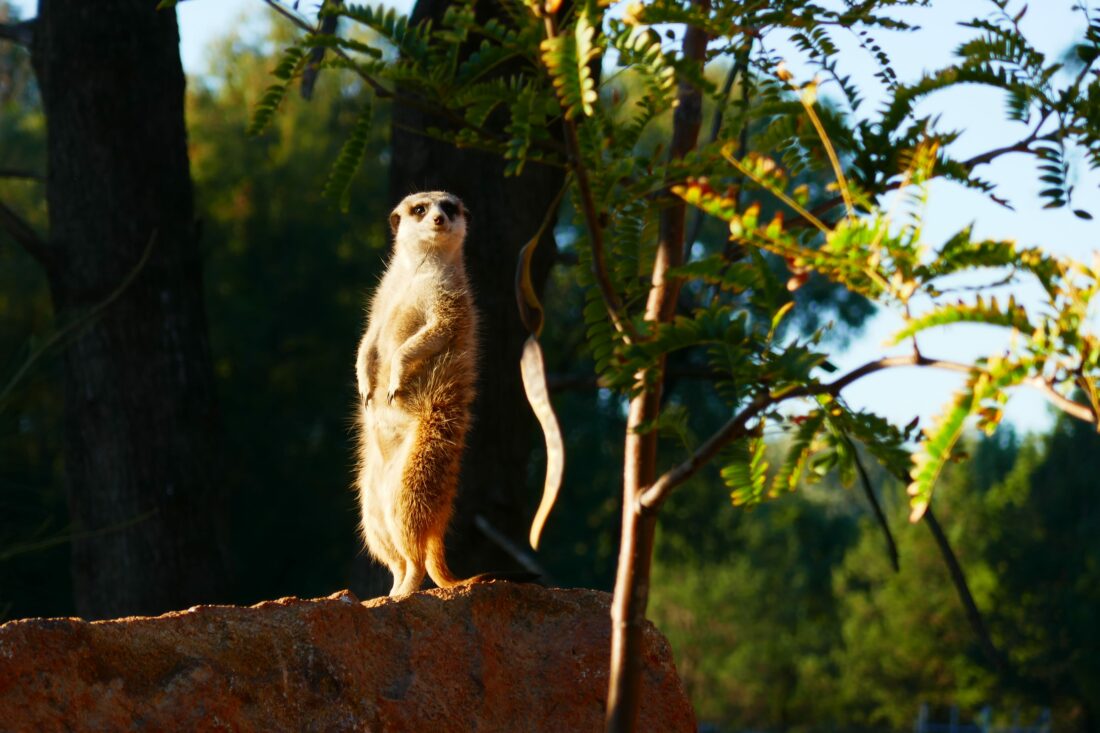 meerkat