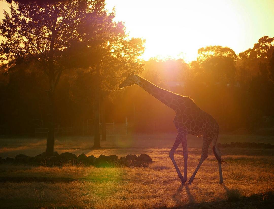 the giraffe