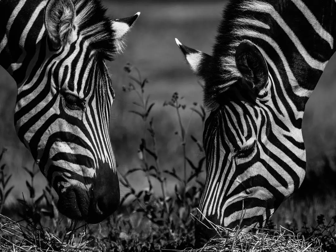 zebras