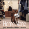 Pets behaving badly – busted on hidden cameras