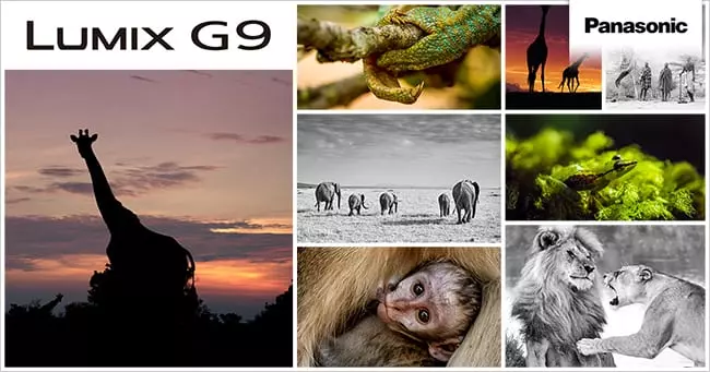 panasonic g9 wildlife photography