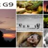 LUMIX G9 ambassador gallery goes wild