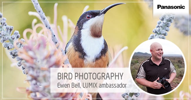 BIRD PHOTOGRAPHY with Ewen Bell and Lumix G9