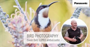 Bird photography Q&A with LUMIX ambassador, Ewen Bell