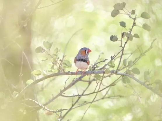 panasonic g9 bird photography