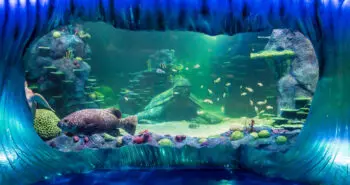 Panasonic Helps Sea Life Sydney Aquarium Go Live During Lockdown