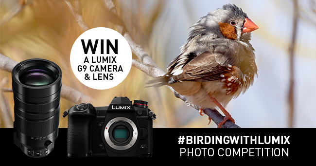 lumix bird photo competition