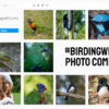 Birding with LUMIX Photo Competition Winner