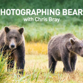 Photographing Bears in Alaska