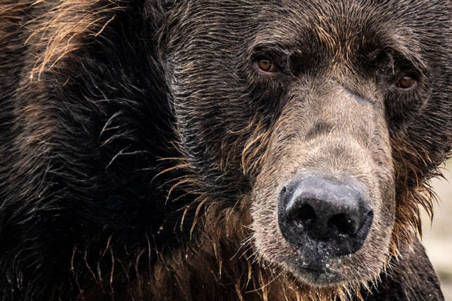 Photographing Bears in Alaska | Panasonic Australia Blog