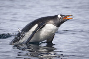 LUMIX Antarctica Wildlife photography