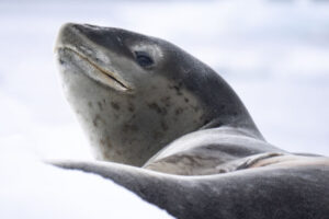 LUMIX Antarctica Wildlife photography