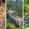 Tigers, Tuk-tuks and Telephotos: India & Sri Lanka Through a Wildlife Lens