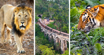Tigers, Tuk-tuks and Telephotos: India & Sri Lanka Through a Wildlife Lens