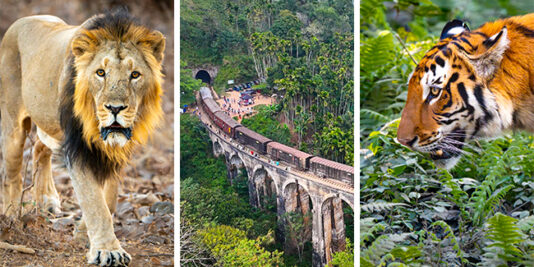 Tigers, Tuk-tuks and Telephotos: India & Sri Lanka Through a Wildlife Lens